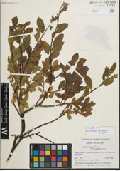 Foto von Salix glauca L.